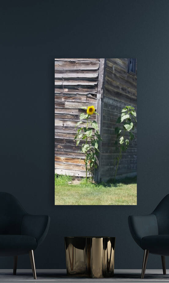 Antique barn sunflower 2 by TheStableLabel