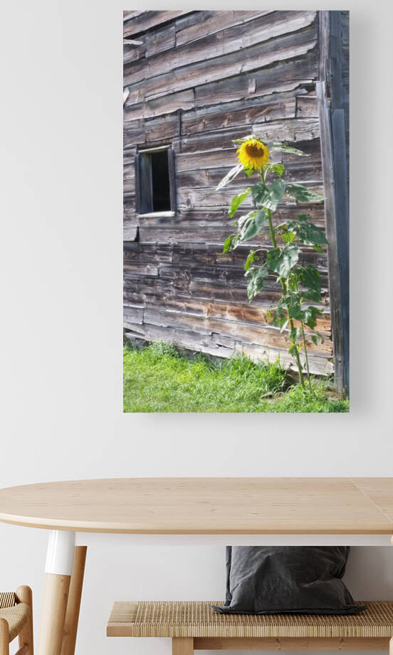 Sunflower & antique barn by TheStableLabel