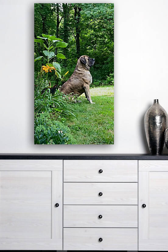 Mastiff pose by TheStableLabel