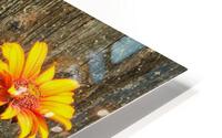 Rustic daisy HD Metal print
