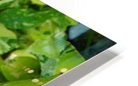Nasturtium peach HD Metal print
