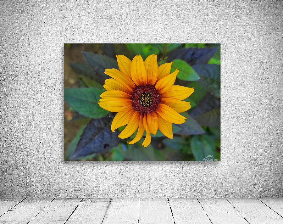 Rustic daisy flower 2 Wall Preview