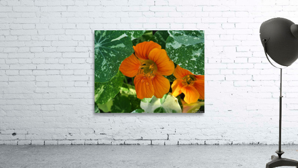 Orange nasturtium 2 Wall Preview