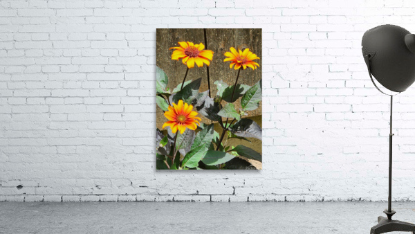 Rustic daisy Wall Preview