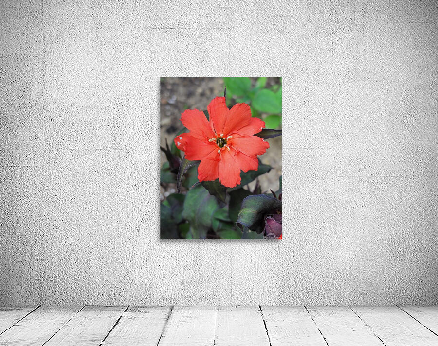 Coral flower Wall Preview