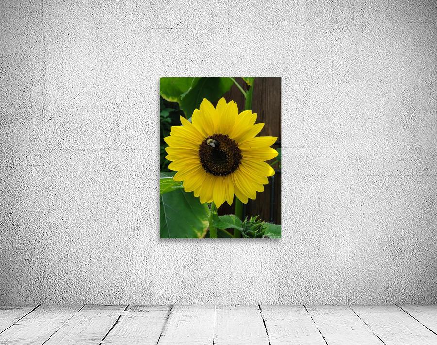 Sunflower with bumblebee Wall Preview