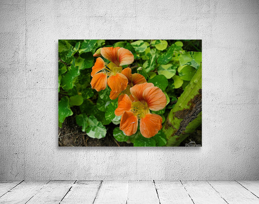 Nasturtium peach Wall Preview