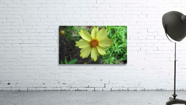 Yellow flower Wall Preview