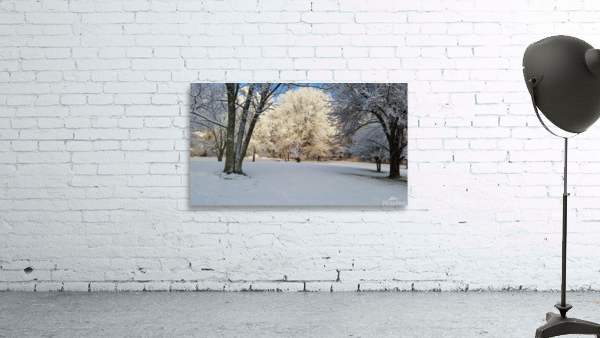 Ice on tree Wall Preview