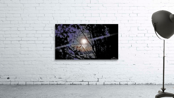 Moon through trees Wall Preview