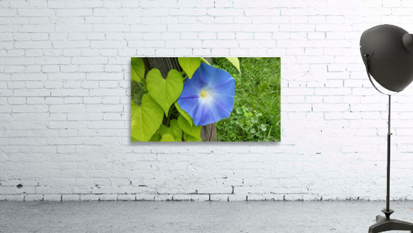 Morning glory Wall Preview