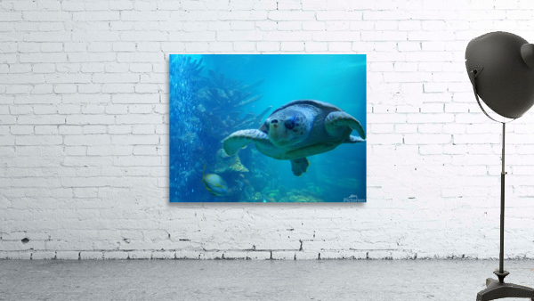 Seaturtle  Wall Preview