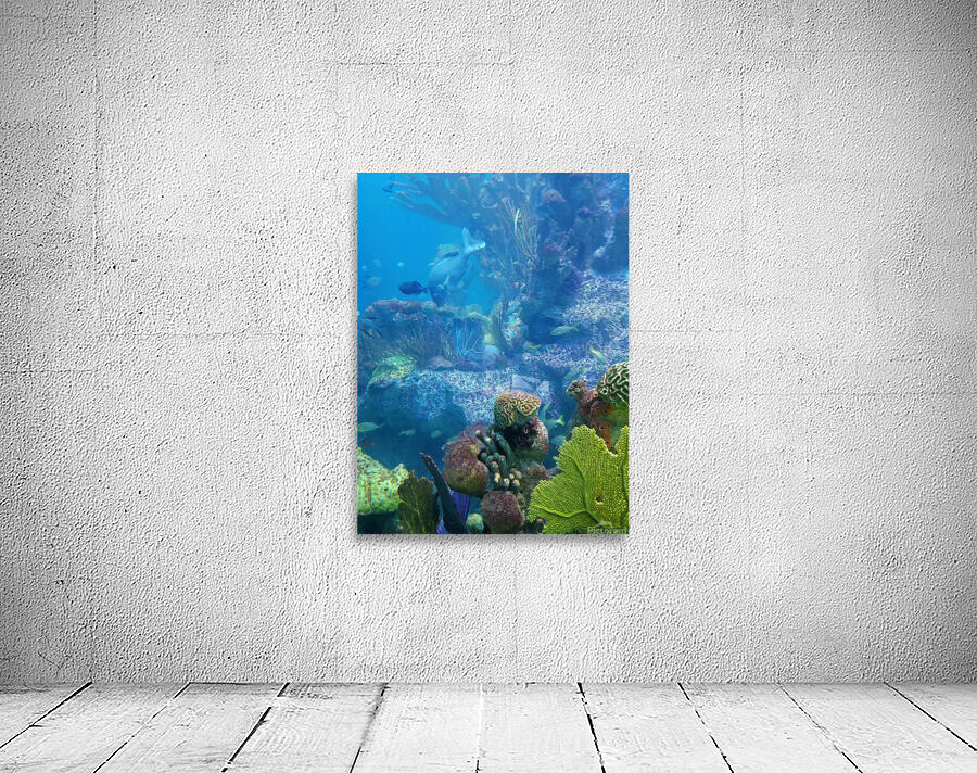Ocean coral Wall Preview