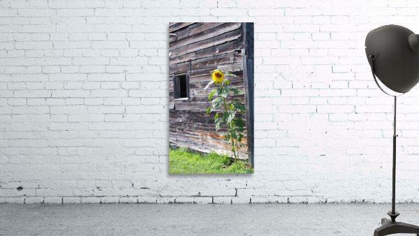 Sunflower & antique barn Wall Preview