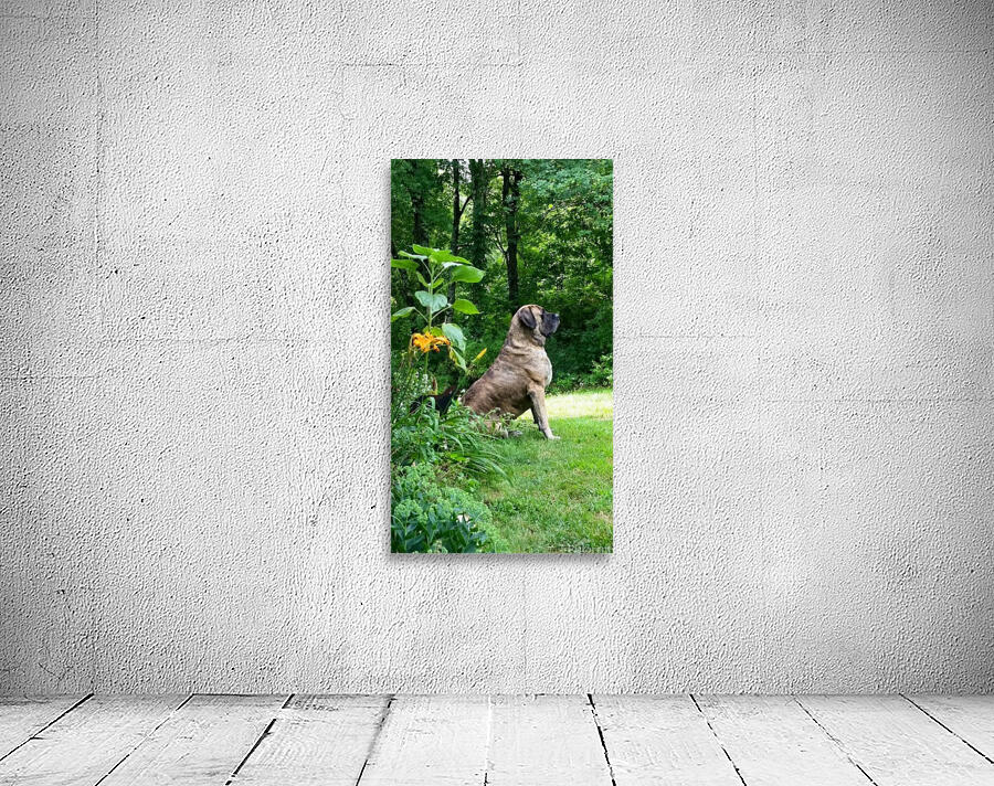 Mastiff pose Wall Preview