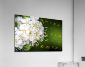 DSC_1826 10 Acrylic Print