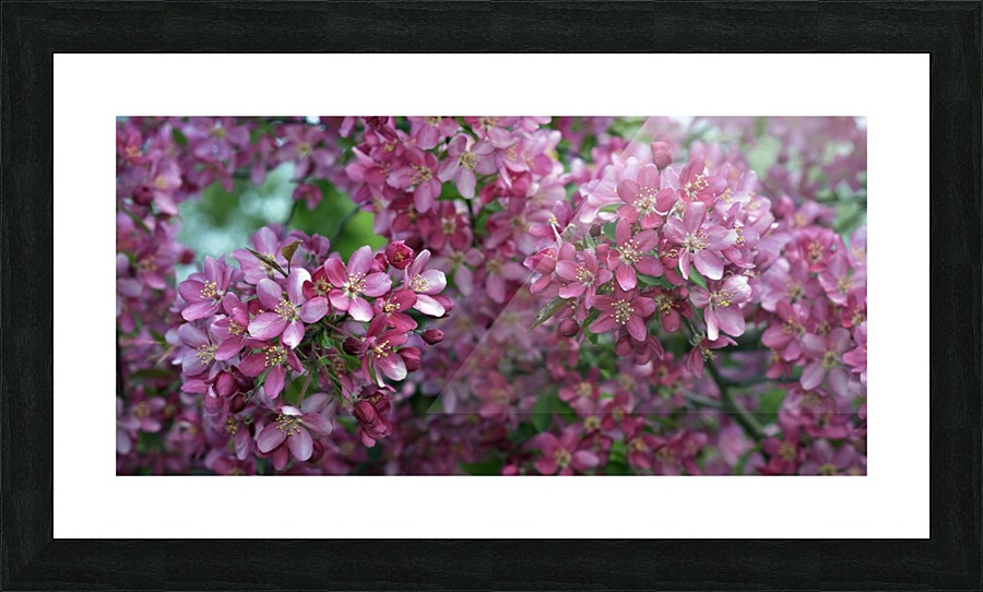 1  _DSC1392 Picture Frame print