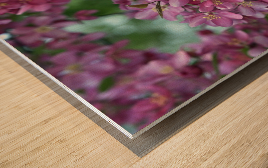 1  _DSC1392 Wood print