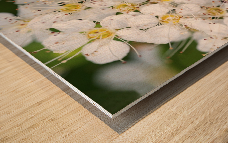 DSC_1826 10 Wood print