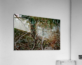 Lim Acrylic Print