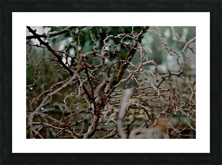 Lim Picture Frame print