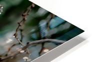 Lim HD Metal print