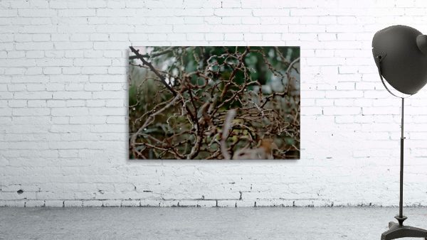 Lim Wall Preview