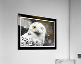 Snowy Owl Acrylic Print