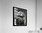 Golden Eagle Acrylic Print