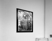 Jungle Messenger Acrylic Print