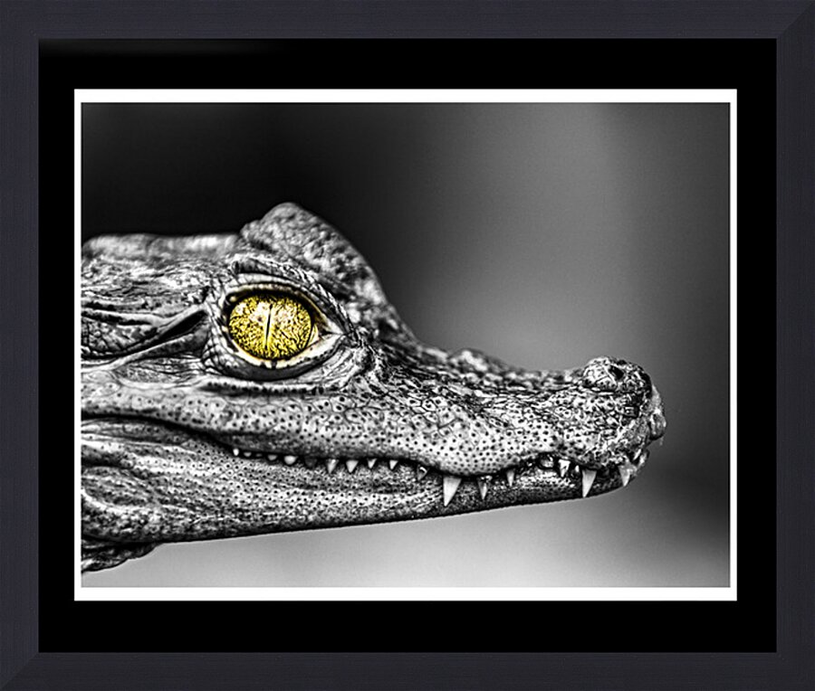 Caiman Eye Picture Frame print