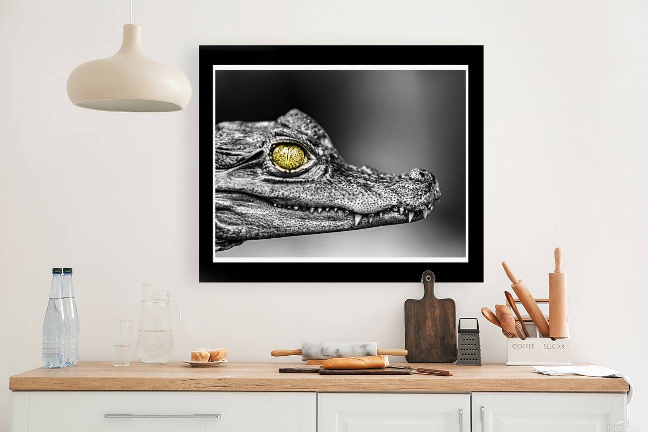 Caiman Eye Reproduction