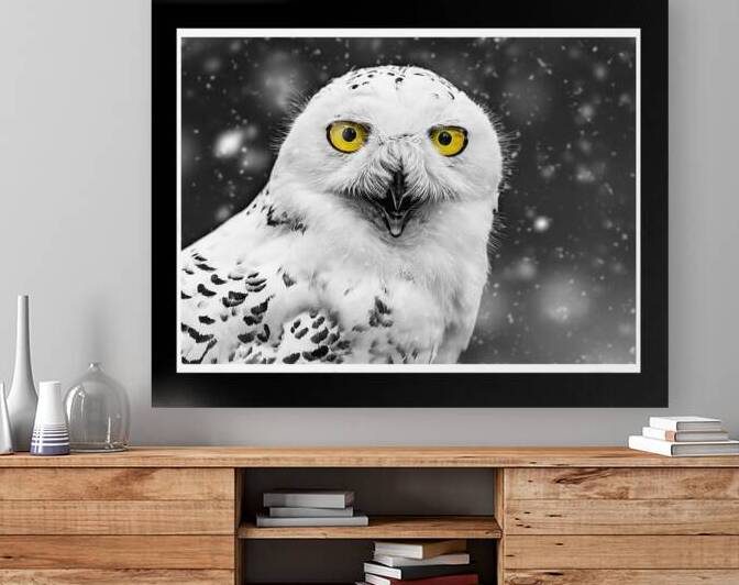 Snowy Owl by Anthony B Studios