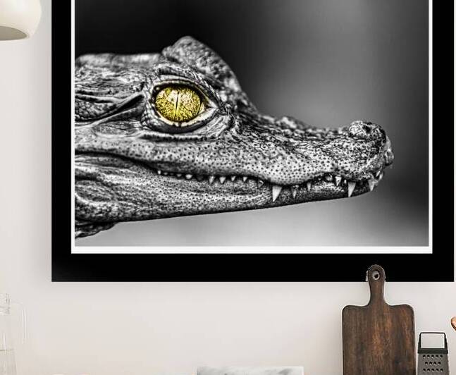 Caiman Eye by Anthony B Studios