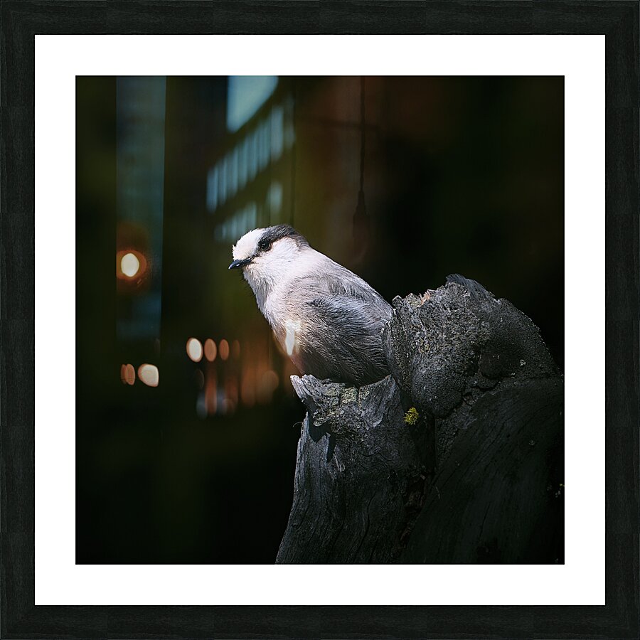 whiskeyjack Picture Frame print