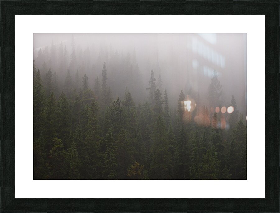 Trees in Fog Picture Frame print