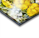Yellow Tansy Acrylic print