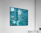 Azure Soar Acrylic Print