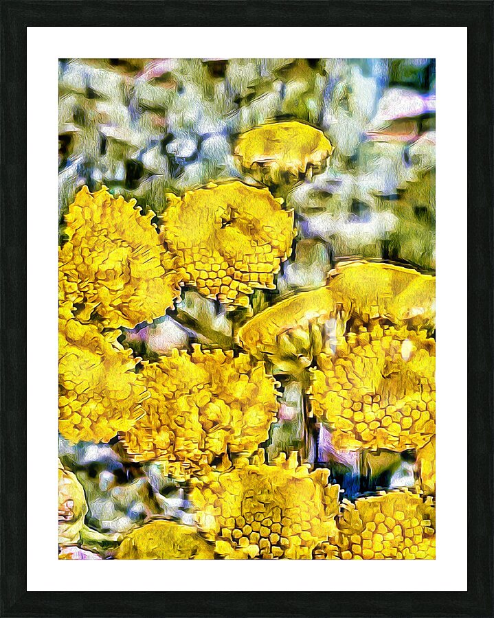 Yellow Tansy Picture Frame print