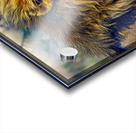 Love lion  Acrylic print
