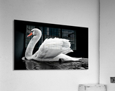 Beautiful swan Acrylic Print