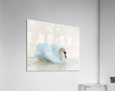 Beautiful swan Acrylic Print