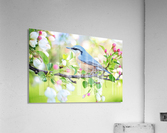 spring bird Acrylic Print
