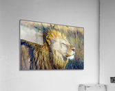 Love lion  Acrylic Print