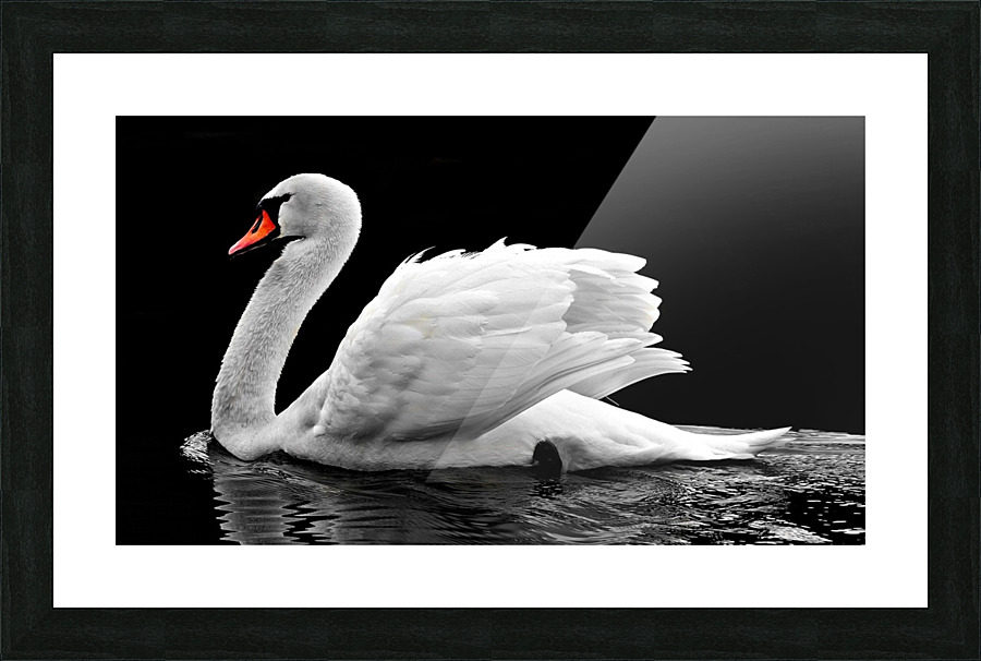 Beautiful swan Picture Frame print