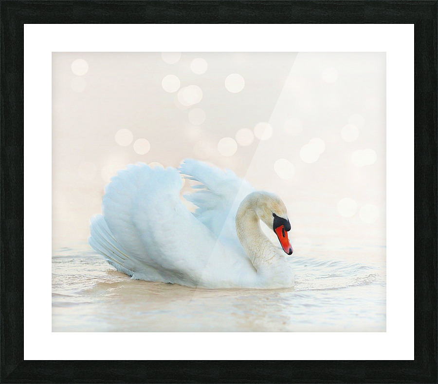 Beautiful swan Picture Frame print