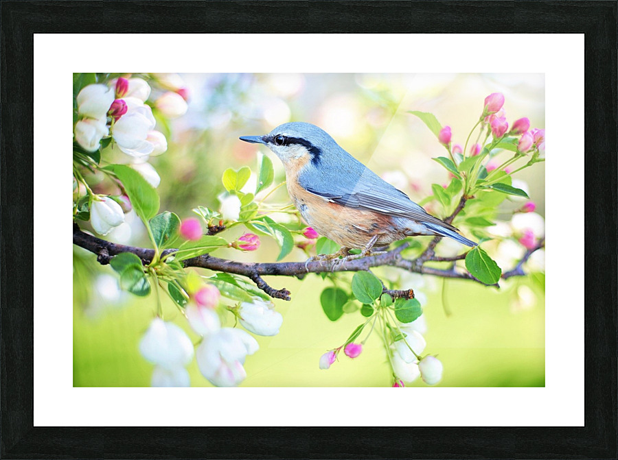 spring bird Picture Frame print