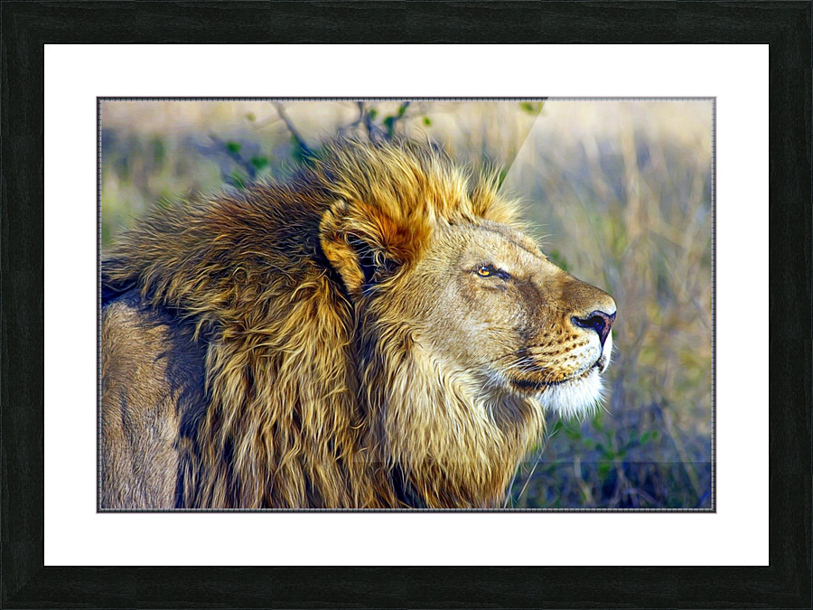 Love lion  Picture Frame print