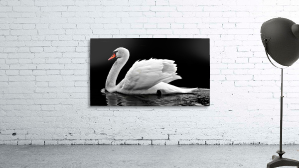 Beautiful swan Wall Preview