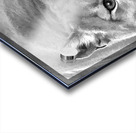 Mountain lion roaring Acrylic print
